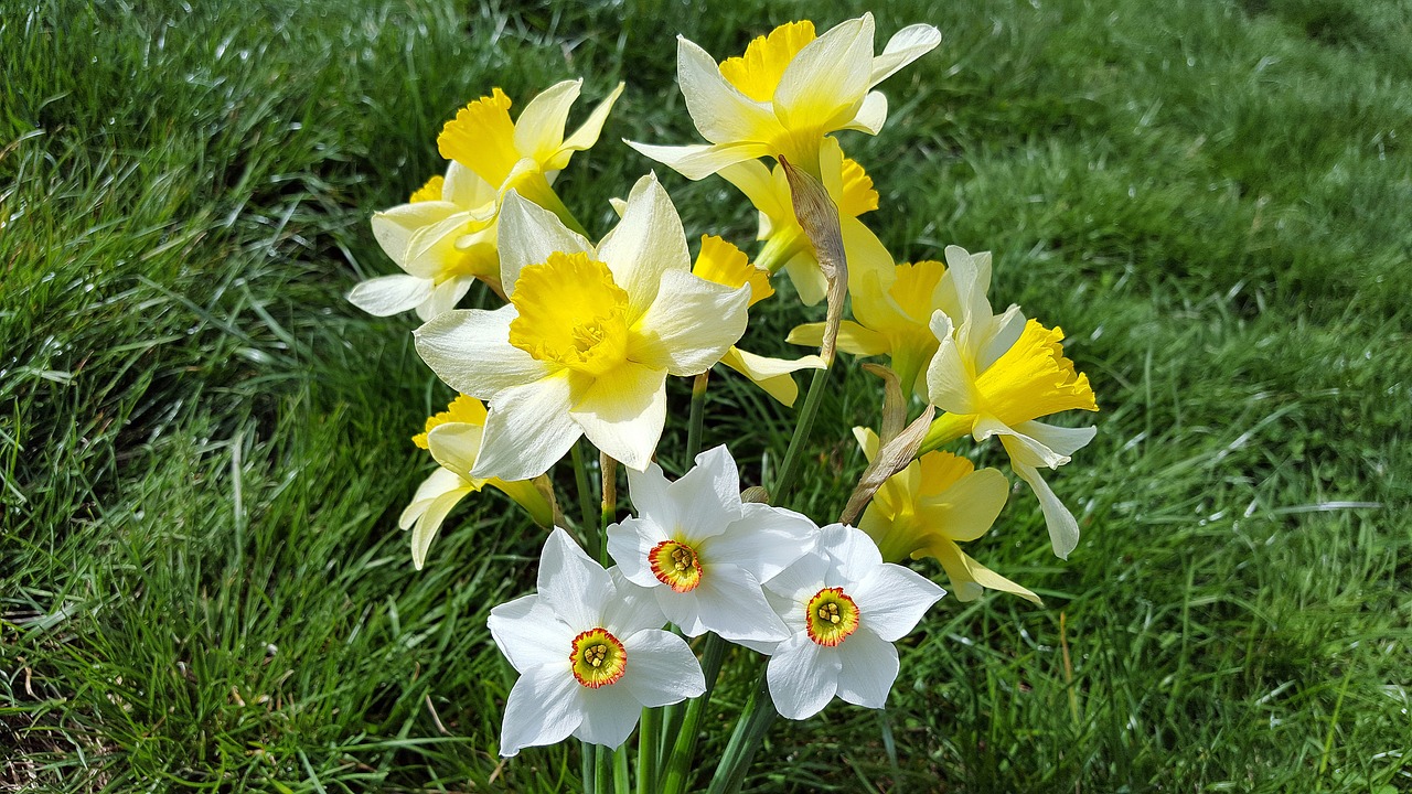 Daffodils. SanduStefan / Pixabay